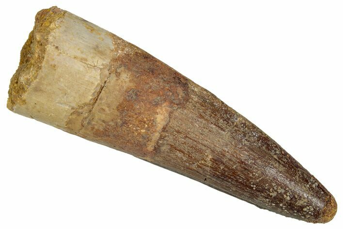 Fossil Spinosaurus Tooth - Real Dinosaur Tooth #352992